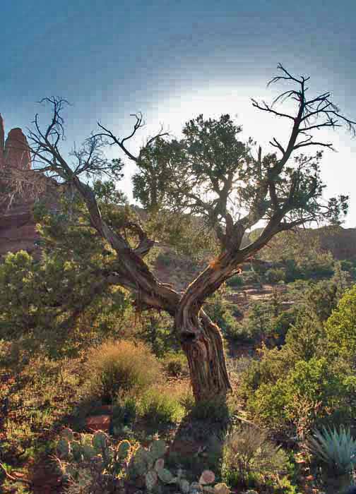 on the Cathedral Rock Trail